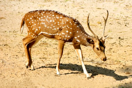 White And Brown Deer photo