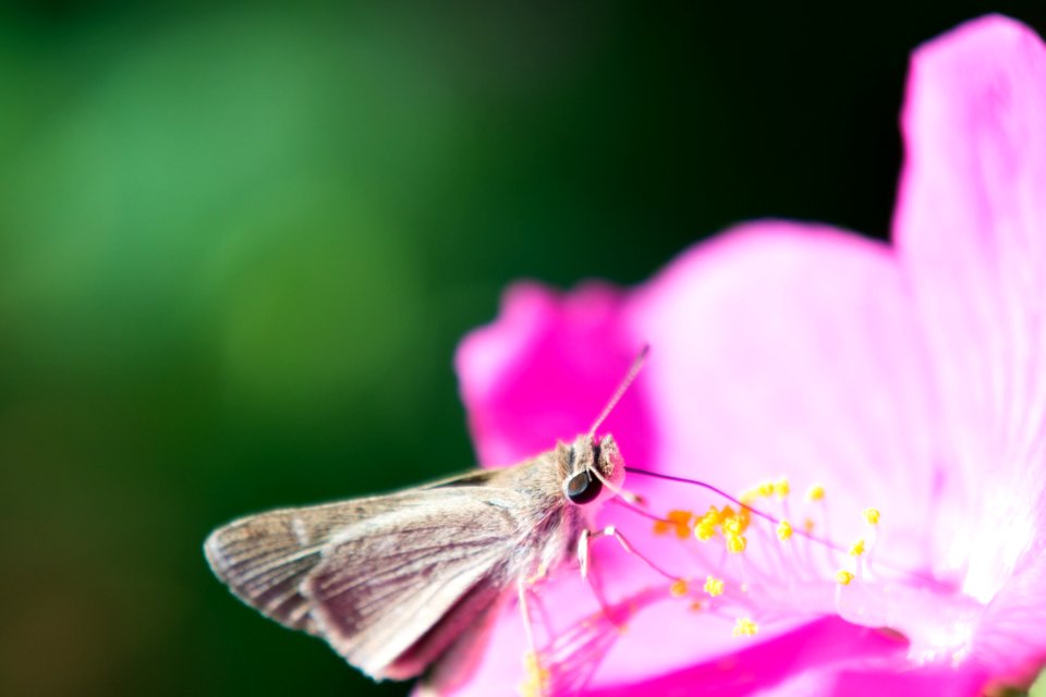 Brown And White Butterfly