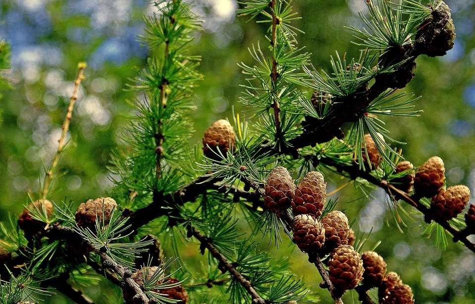 Larch cones larch needles