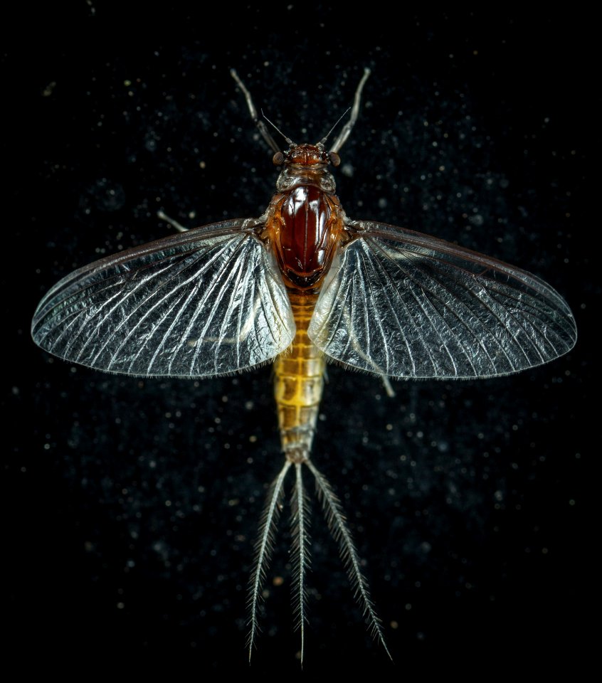 Closeup Photo Of Mayfly