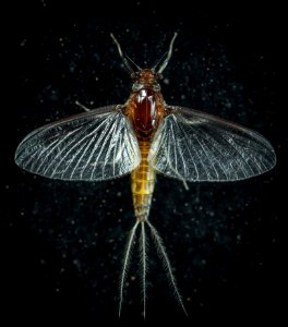 Closeup Photo Of Mayfly