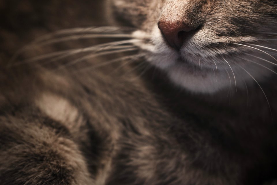 Selective Focus Photography Of Brown Tabby Cat