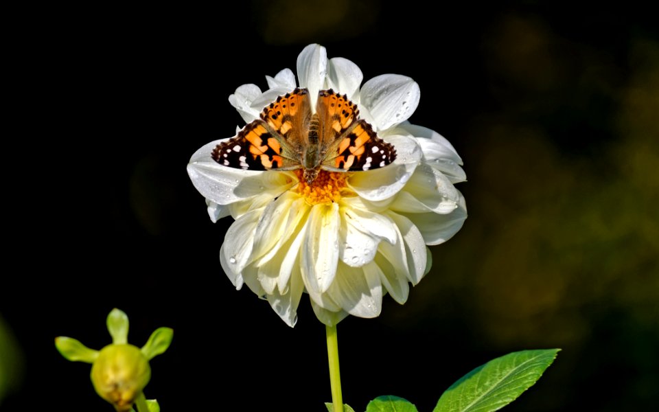 Shallow Focus Photography Of Vanessa Atalanta Butterfly On White Flower