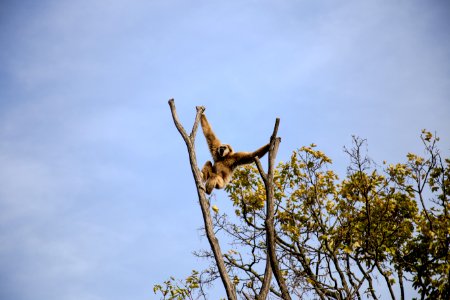 Photography Of Monkey Climbing On Tree