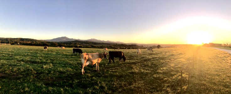 Photography Of Cows During Sunset photo
