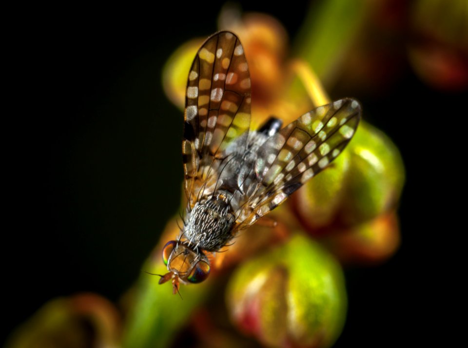 Macro Photography Of Fly