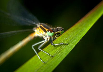 Selective Focus Photography Of Green And Yellow Dragonfly Perched On Green Leaf photo