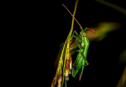 Green Winged Insect Perching On Green Leaf In Close-up Photography photo
