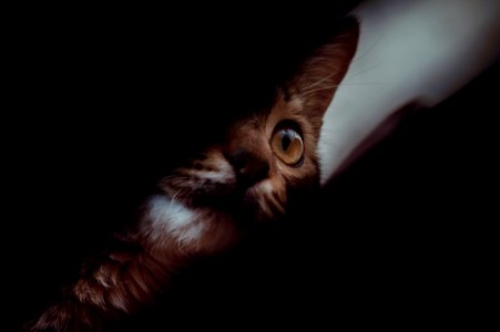 Brown Tabby Cat photo