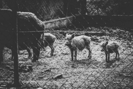 Grayscale Photo Of Wild Boars photo