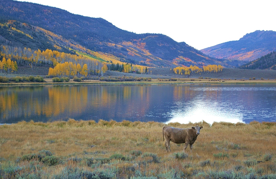 Lake reflections fall