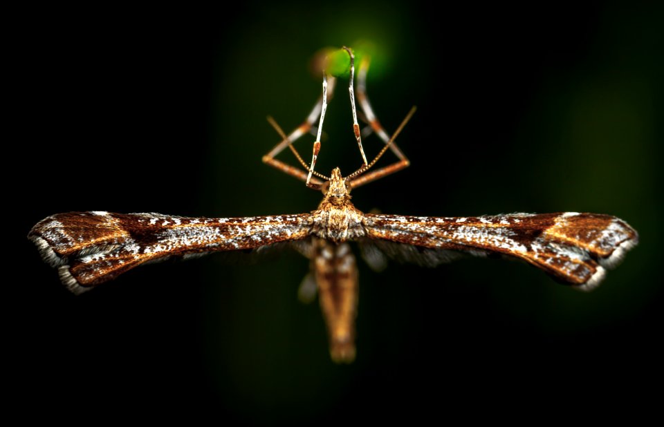 Close-Up Photo Of Brown Plume Moth