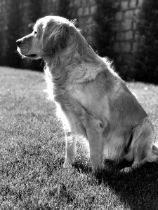 Golden Retriever In Grayscale Photography photo