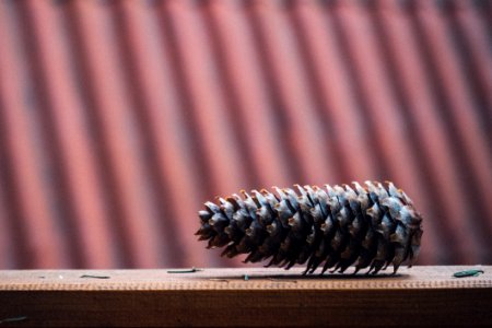 Brown Pinecone On Brown Wooden Surface photo