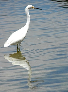 Water reflection water bird photo