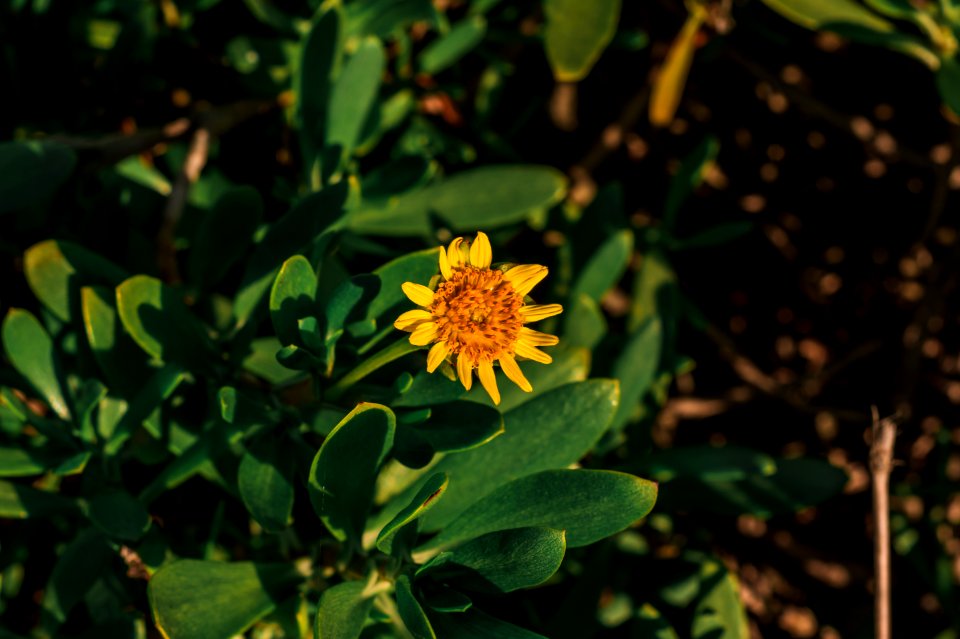 Yellow Daisy Flower