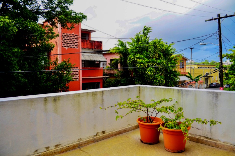 Two Green Leaf Plants With Orange Pots On Terrace