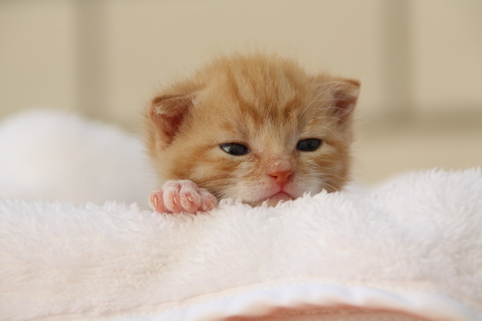 Playful pet cat face