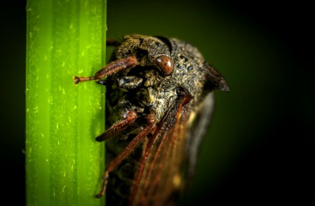 Close Up Photo Of Black Cicada On Green Leaf photo