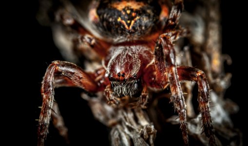 Micro Photography Of Spider photo