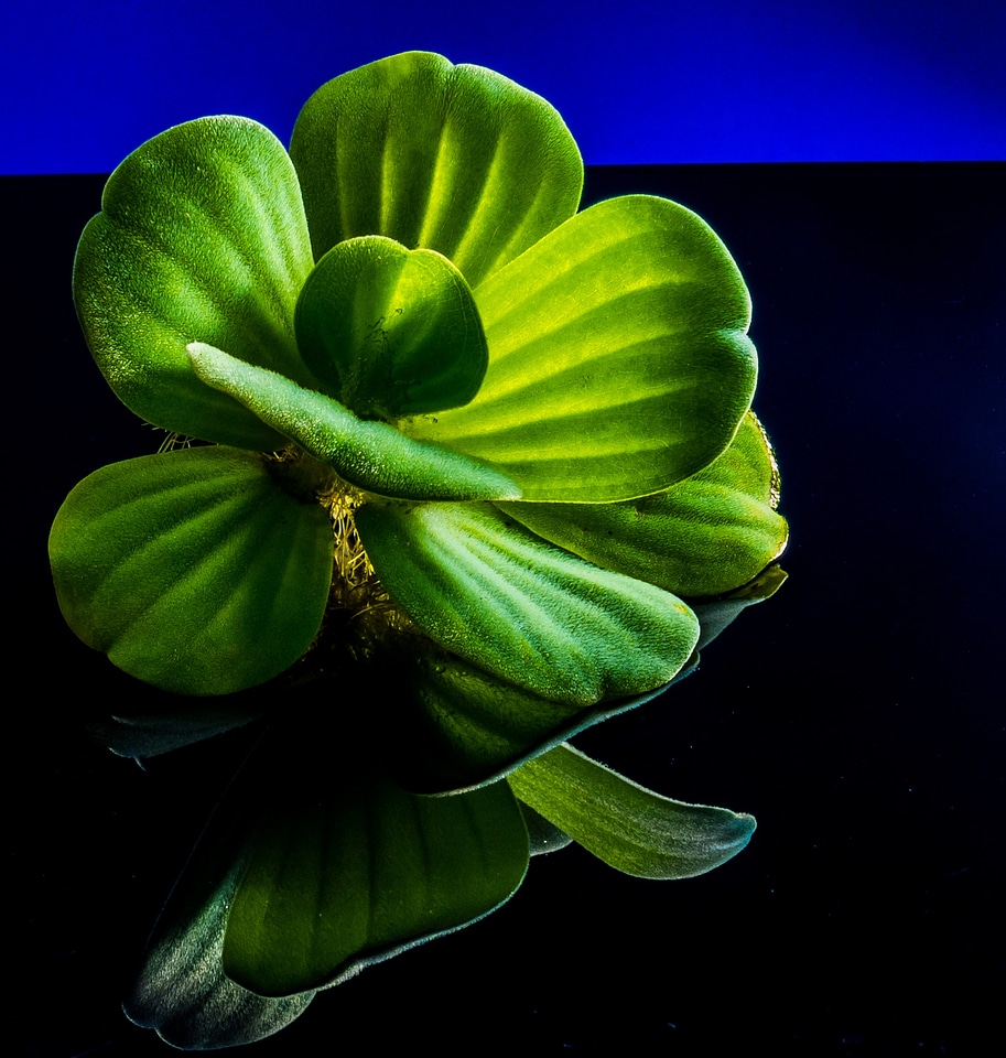 Floating plant foliage plant plant