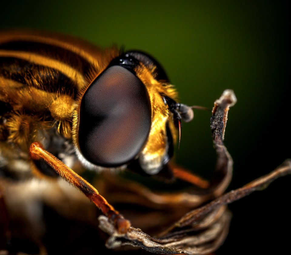 Macro Photography Of Bee