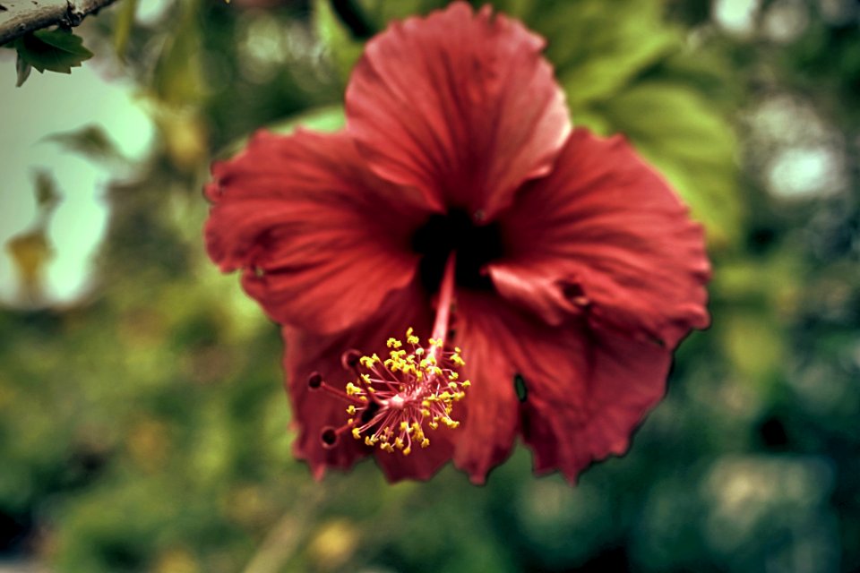 Red Hibiscus Flower In Closeup Photography