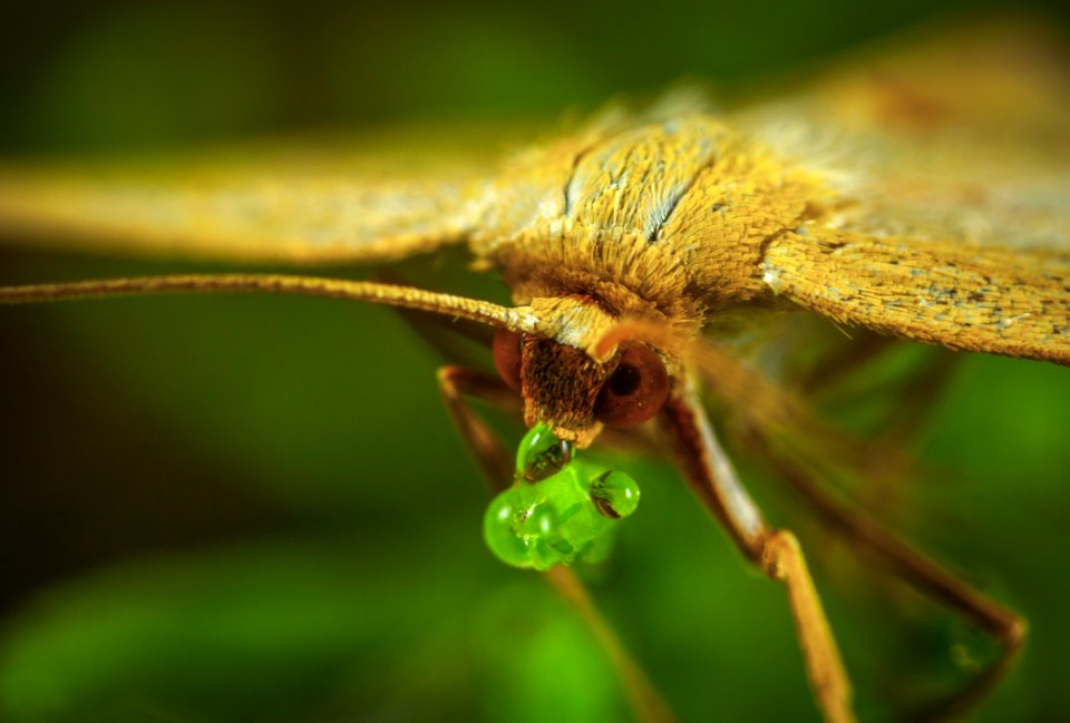Macro Photography Of Brown Moth