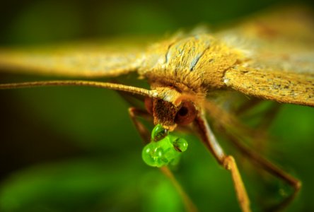 Macro Photography Of Brown Moth