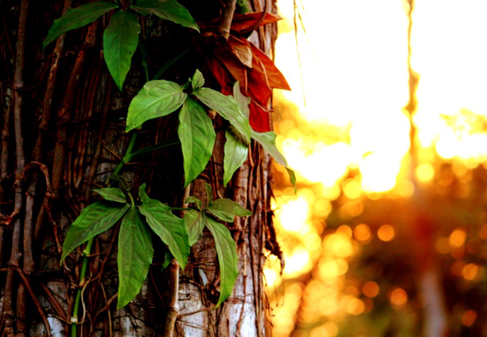 Green Leafed Plant Hanged On Brown Surface