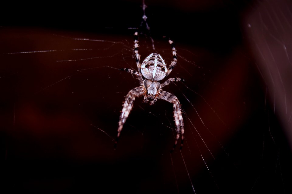 Spider Hanging On Spider Web