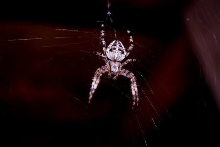 Spider Hanging On Spider Web photo