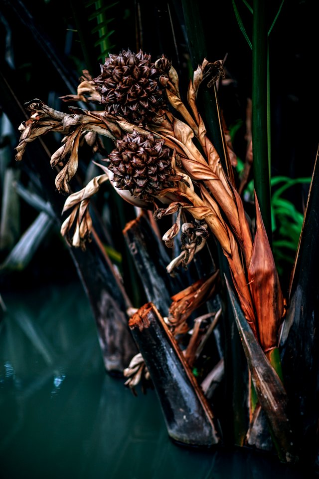 Dried Plant
