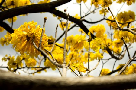 Yellow Petaled Flowers