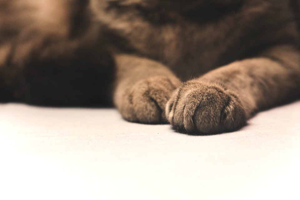 Photo Of Black And Brown Cat Paw