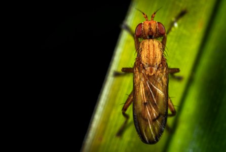 Close-up Photography Of Brown Insect Perching On Green Leaf photo