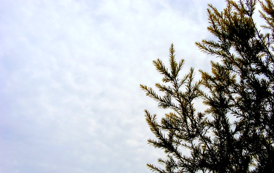 Fur Tree Under Cumulus Clouds