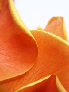 Abstract Beautiful Bright