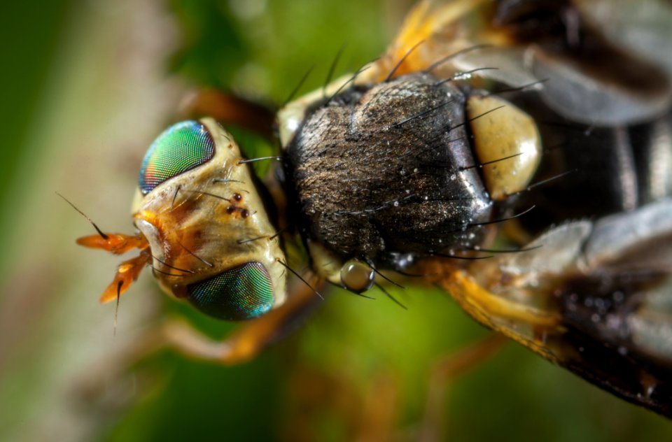Close-up Photo Of Fly