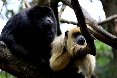 Two Monkey In Branch Of Tree Photo