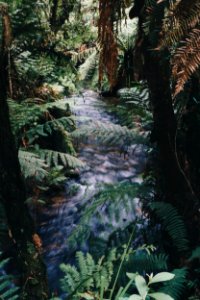 Photography Of River Near Fern Plants photo