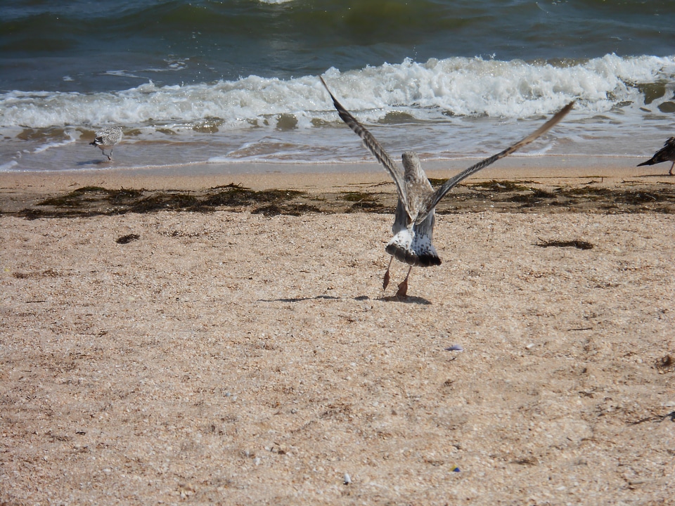 Ukraine bank cormorant sea water photo