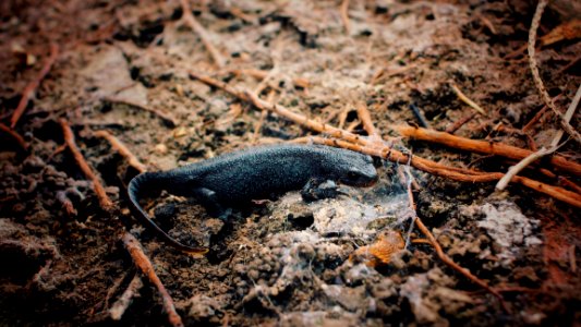 Black Lizard Surrounded With Twigs