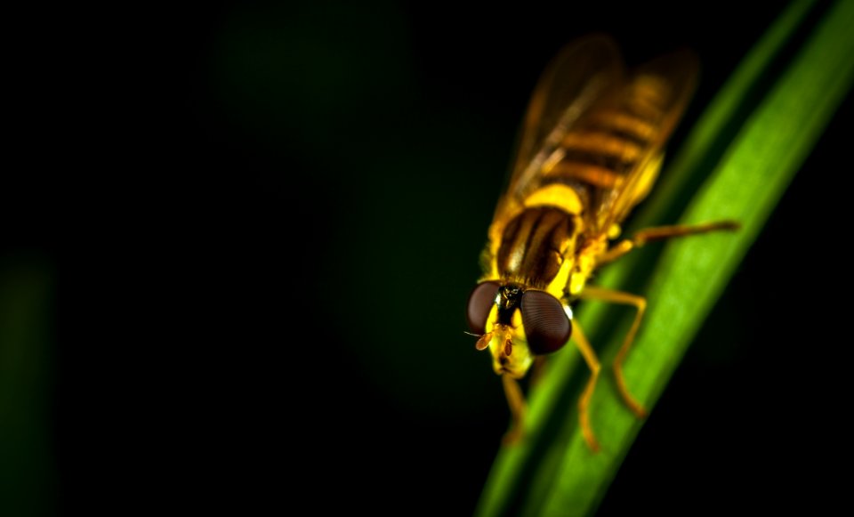 Hover Fly In Micro Photography Perching On Green Leaf