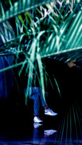 Person In Black Shirt And Blue Denim Pants Behind Plant