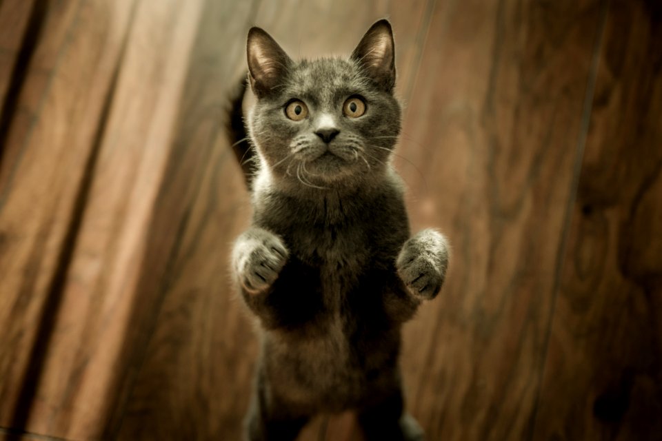 Grey Kitten On Floor