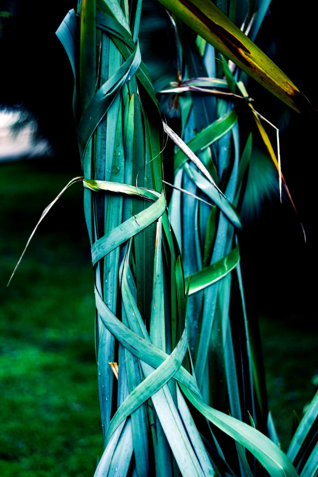 Two Green Plants