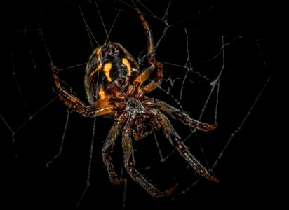 Brown Barn Spider In Closeup Photography