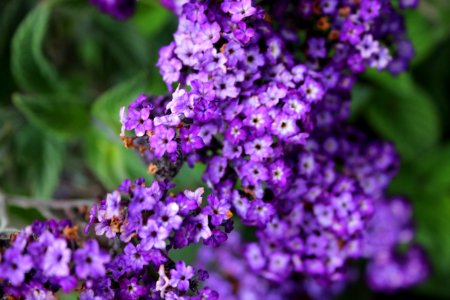 Purple Petaled Flowers photo