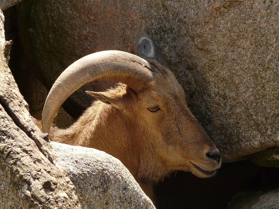 Goat animal creature